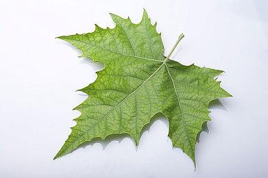 好评冒险游戏《迷失》Xbox版要来了 分级已完成